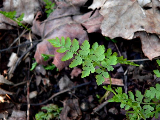 {Cystopteris protrusa}